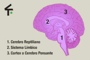 El Cerebro Triuno: los 3 niveles cerebrales