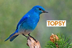 Medir y Analizar tu Reputación Online en Twitter + Topsy